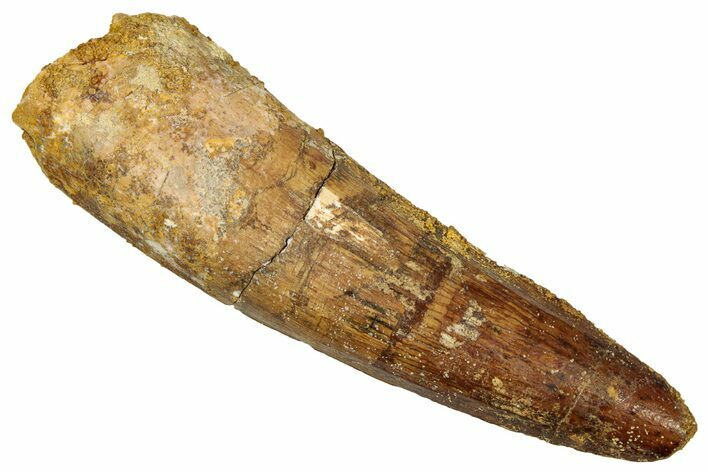 Fossil Spinosaurus Tooth - Real Dinosaur Tooth #340688